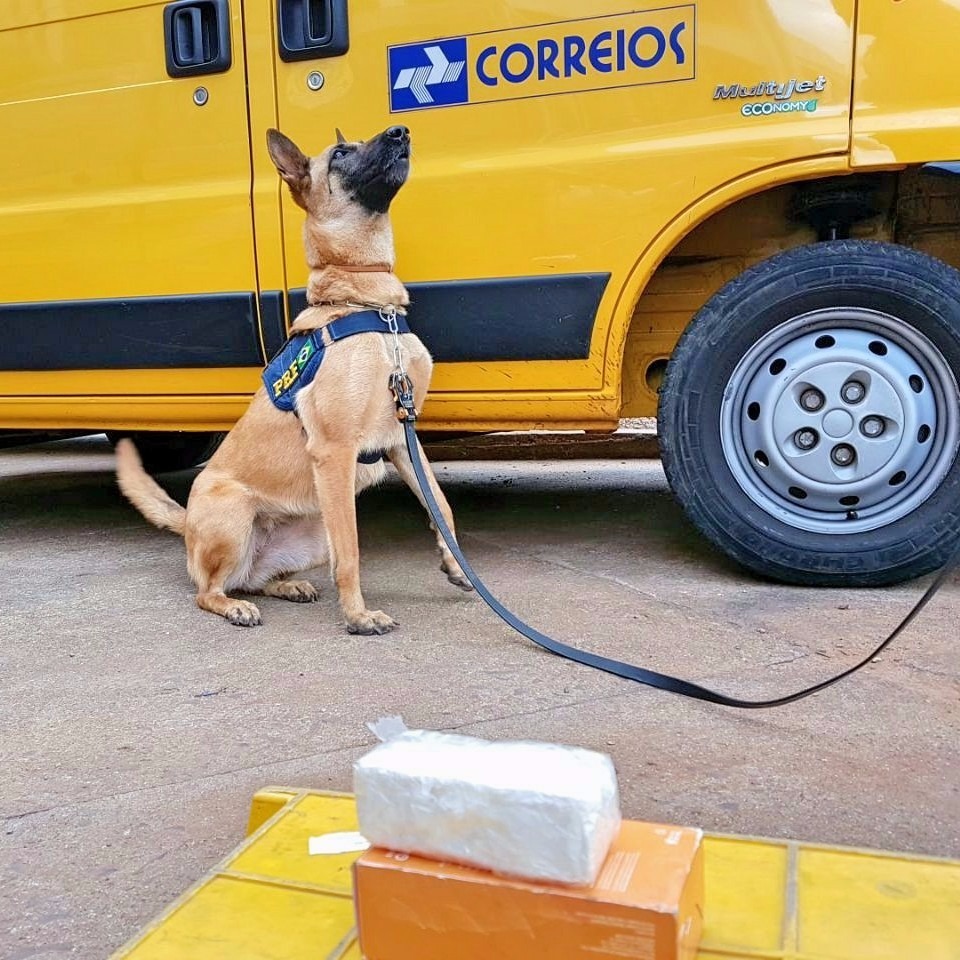 Cães farejadores encontram cocaína em encomenda dos Correios Cães farejadores encontram cocaína em encomenda dos Correios