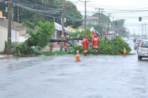 Na Euler de Azevedo, trânsito foi interrompido para a remoção da árvore de mais de cinco metros. (Foto:Alcides Neto)