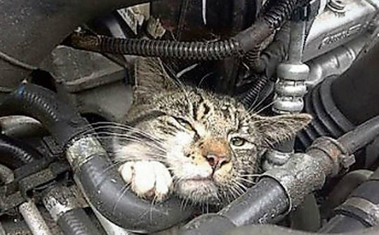 (Foto: reprodução/Mirror)
