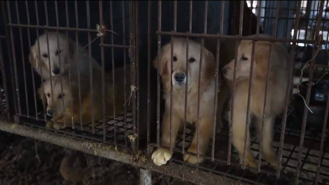 Mais de 60 cachorros que seriam sacrificados na Coreia do Sul foram resgatados por ONG internacional Foto: Reprodução de vídeo

