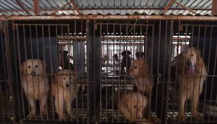 Os cachorros, estes da raça Golden Retriever, ficavam em jaulas pequenas e sujas Foto: Reprodução de vídeo
