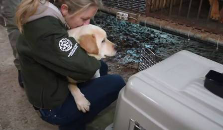 Os cães resgatados foram levados para uma casa de adoção em São Francisco, nos EUA Foto: Reprodução de vídeo