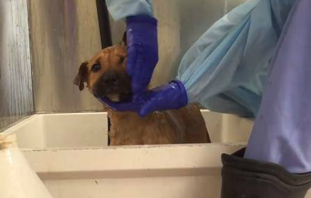 Filhote toma seu primeiro banho nas mãos de um voluntário da ONG Foto: Reprodução de vídeo
