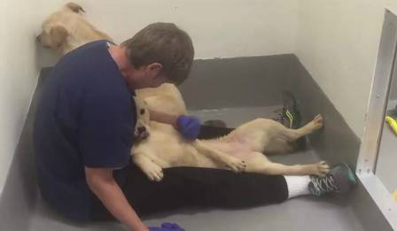 Na casa de adoção, os animais recebem tratamento médico e o mais importante: carinho Foto: Reprodução de vídeo
