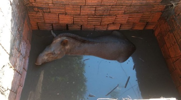 Anta é resgatada dentro de fossa por Polícia Militar Ambiental Anta é resgatada dentro de fossa por Polícia Militar Ambiental