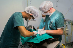 Hospital Veterinário da Unigran é referência em atendimento no estado
