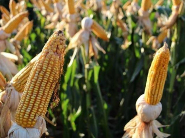 Safra de milho deve ser recorde em MS; crescimento de 42% em um ano Segundo estimativa do IBGE, milho safrinha deve ter aumento de 42% na produtividade. (Foto: Famasul)
