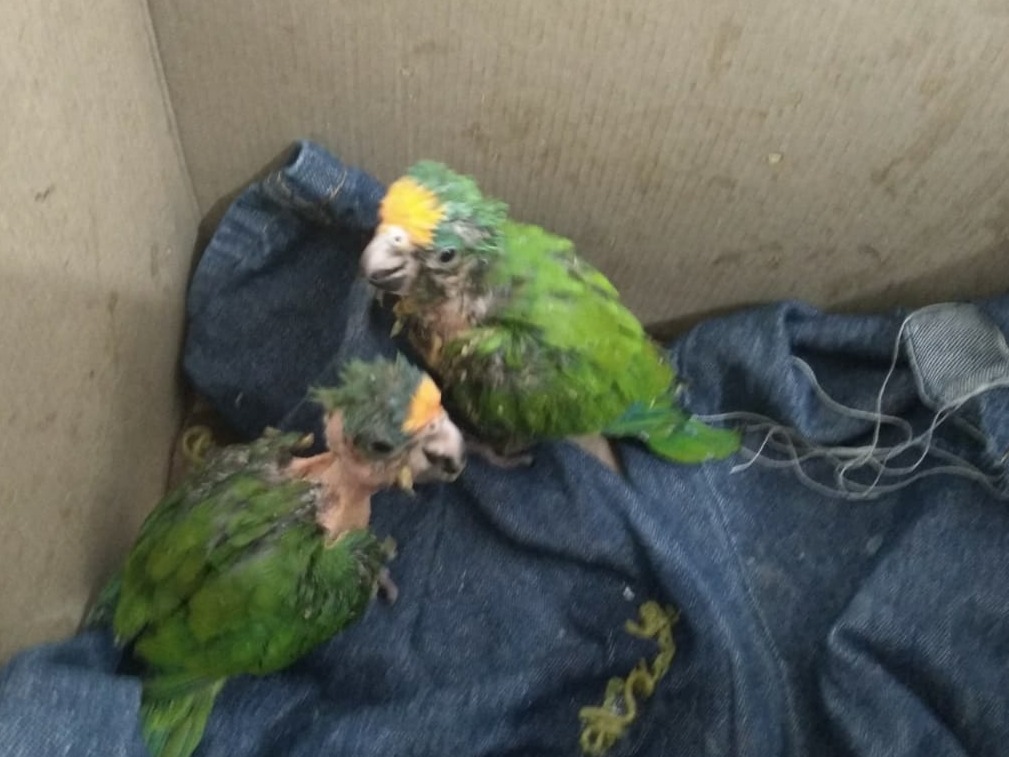 Mulher é presa por retirada de periquitos de ninhos durante operação