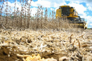 China reduziu importação de soja de MS (Foto: Marcos Ermínio)