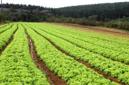 Implantação de asfalto na MS-258 deve ser entregue em outubro Plantação de hortaliças no município de Sidrolândia é distribuída principalmente pela MS-258 - Foto: Divulgação