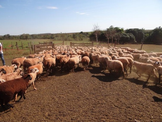 Volume de ovinos abatidos em 2019 cresce 26,68% em Mato Grosso do Sul