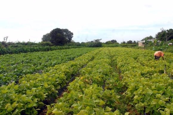 Em todo o território brasileiro, 19 mil recenseadores vão colher informações até fevereiro de 2018 Arquivo/Elza Fiúza/Agência Brasil