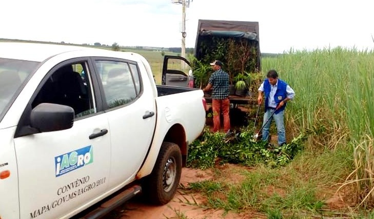 Comércio ambulante de mudas passa a ser proibido no Estado Comércio ambulante de mudas passa a ser proibido no Estado