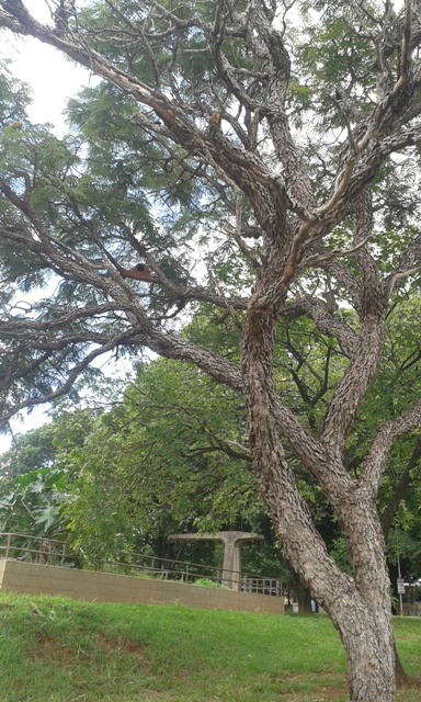 Foto Valdeir Azevedo