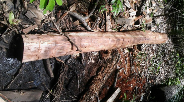 PMA autua fazendeiro em R$ 55 mil por exploração de aroeira e derrubada mata ciliar de córrego PMA autua fazendeiro em R$ 55 mil por exploração de aroeira e derrubada mata ciliar de córrego