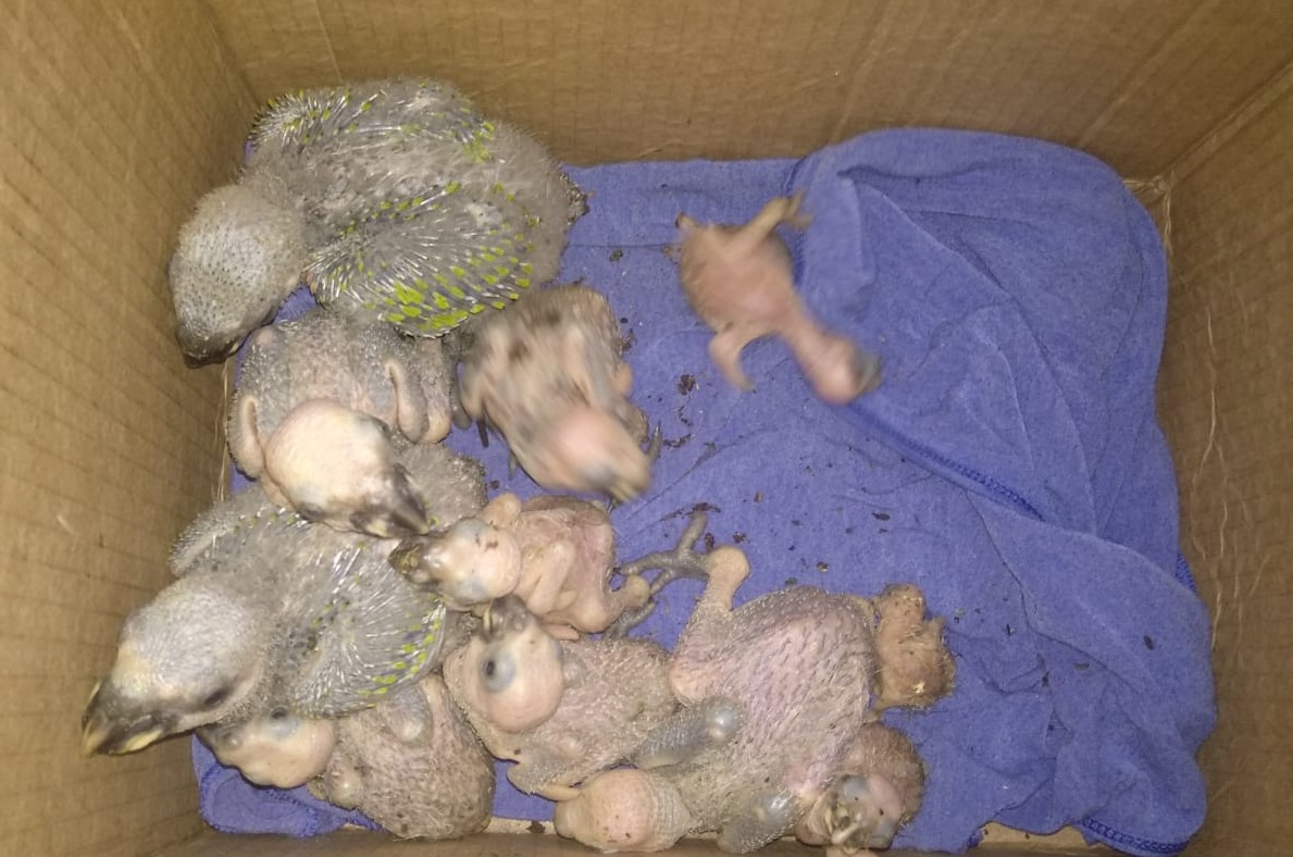 PMA, Ibama e Imasul apreendem 11 filhotes de papagaios durante a operação