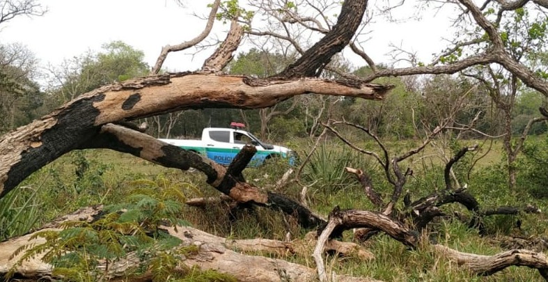 PMA autua três infratores em R$ 104,5 mil por desmatamentos ilegais