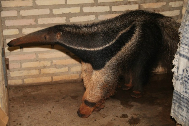 Tamanduá ficou aproximadamente 2h em um cantinho ao lado da churrasqueira. (Foto: Marcos Ermínio)