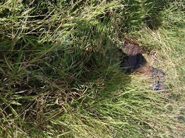 Corpo em decomposição é encontrado em terreno baldio de Ponta Porã Foto: Porã news