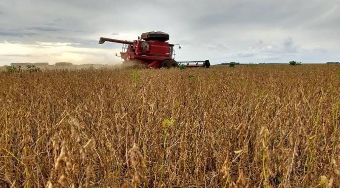 Colheita da soja avança em MS com alta produtividade e sem danos devido à chuva