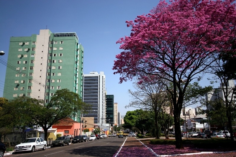 Árvores que atrapalham ônibus poderão ser cortadas Foto divulgação: Campo Grande Convention & Visitors Bureau
