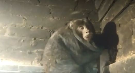 Macaco Bugio é resgatado do interior de churrasqueira na região das Moreninhas