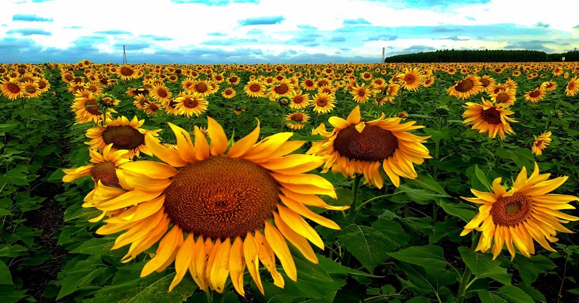 Primavera promete ser quente e chuvosa em MS Primavera promete ser quente e chuvosa em MS