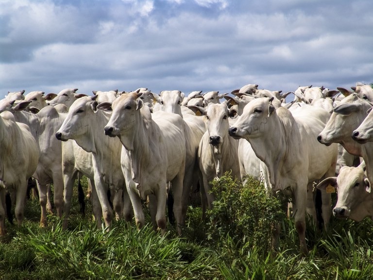 MS exportará carne bovina e miúdos para Tailândia MAPA