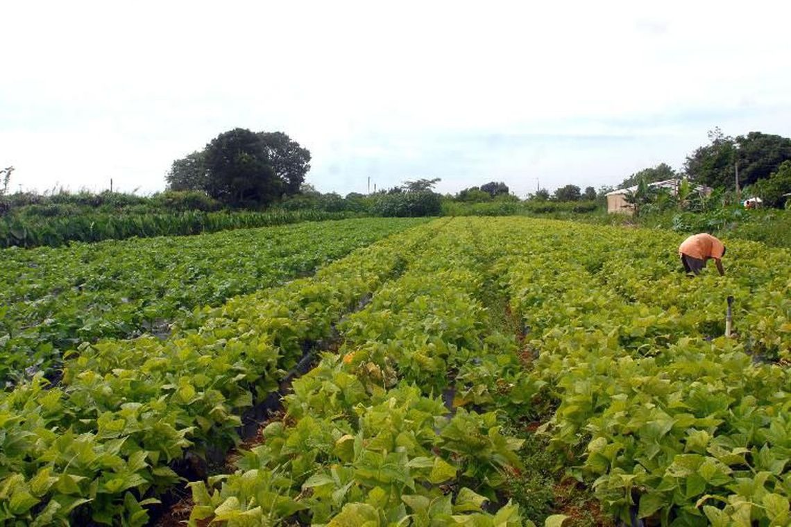 Carta reforça cooperação entre cidades latinas na segurança alimentar Elza Fiúza/Agência Brasil