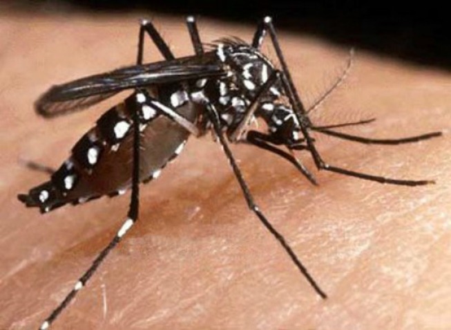 Mosquito transmissor da febre amarela e chikungunya