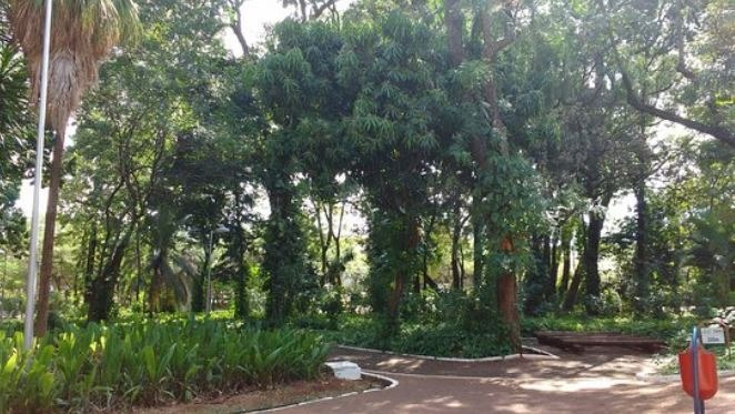 Pista de caminhada do Horto Florestal, em Campo Grande