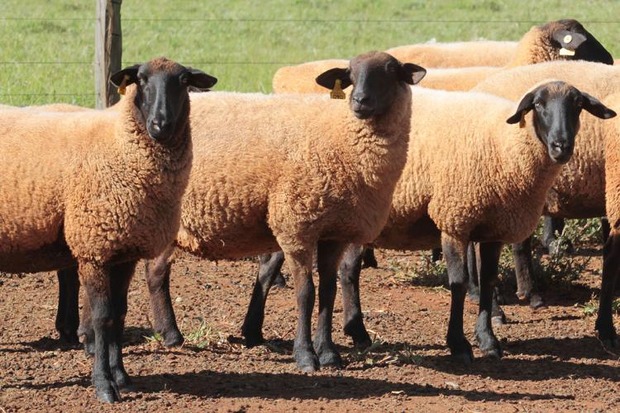 Manejo adequado e bem-estar animal melhoram capitalização de ovinocultores em Mato Grosso do Sul Manejo adequado e bem-estar animal melhoram capitalização de ovinocultores em Mato Grosso do Sul
