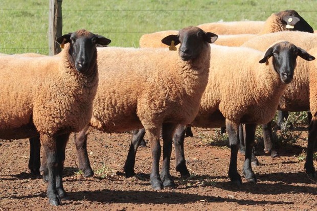 Manejo adequado e bem-estar animal melhoram capitalização de ovinocultores em Mato Grosso do Sul