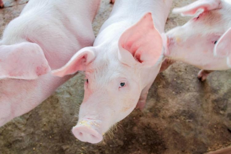 Senar reforça biosseguridade durante atendimento virtual aos suinocultores de MS Divulgação
