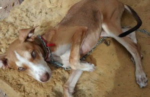 Testemunhas confirmaram agressões a cachorro (Foto: Tl Notícias)