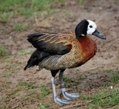 No veículo Golf de cor vermelha, na BR 262, havia sete filhotes de aves nativas do Pantanal da espécie Paturi (Foto: Divulgação)