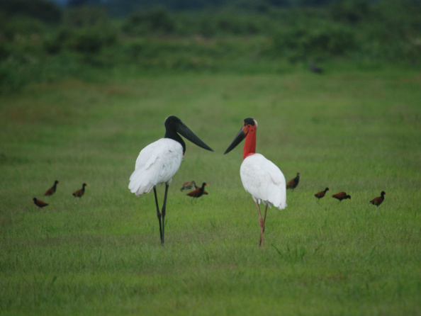 Pantanal: 4º melhor “Destino de Vida Selvagem do Mundo”. Foto: Bolivar Porto.
