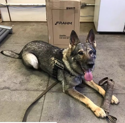Cão farejador encontra haxixe em encomendas pelos Correios Divulgação