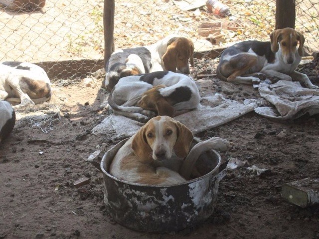 Mais de 40 cães são recolhidos e fazendeiro autuado por maus-tratos na MS-040 (Foto: Marina Pacheco)