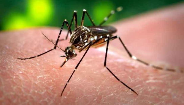 Em 10 dias, ano começa com MS registrando 172 casos de dengue