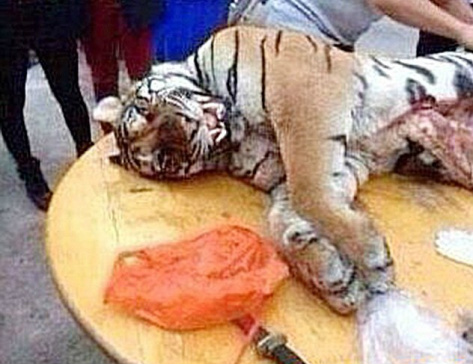 Empresário compra tigres ameaçados de extinção, come genitálias dos animais e faz vinho com sangue dos bichos