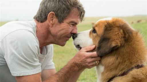 Pré-estreia de filme é cancelada após cachorro ser forçado a entrar na água Foto: Divulgação/Universal
Clique e veja o Trailer
