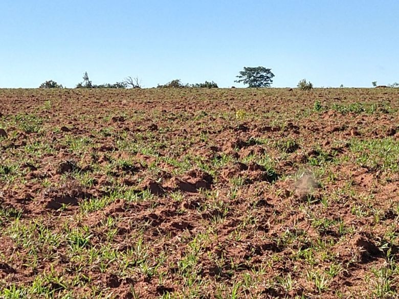 Fazendeiro é multado em R$ 10,9 mil por desmatamento e exploração ilegal de madeira
