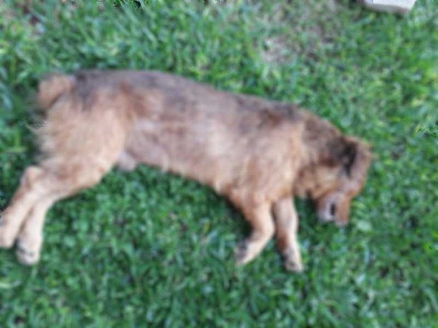 Cachorro é morto após ser envenenado e mulher procura polícia