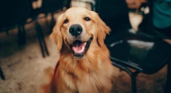 Pessoas que têm cães se exercitam quatro vezes mais, afirma estudo Ter de levar cachorro para passear obriga donos a sair do sedentarismo. Pexels