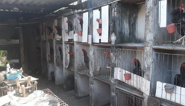 PMA aplicou R$ 1,6 milhão em multas por maus-tratos a animais no ano passado