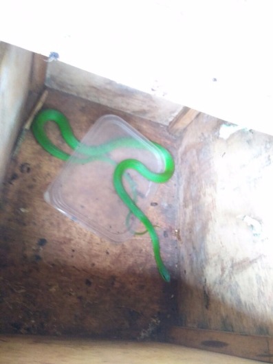 PMA captura serpente em cabos e mangueiras junto a motor de veículo