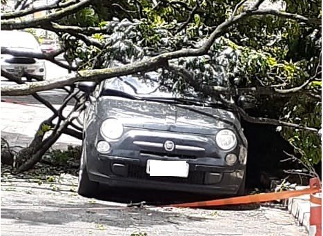 Foto; Divulgação