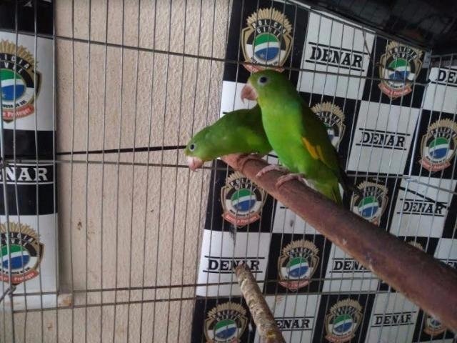 Foto: Divulgação/PMA