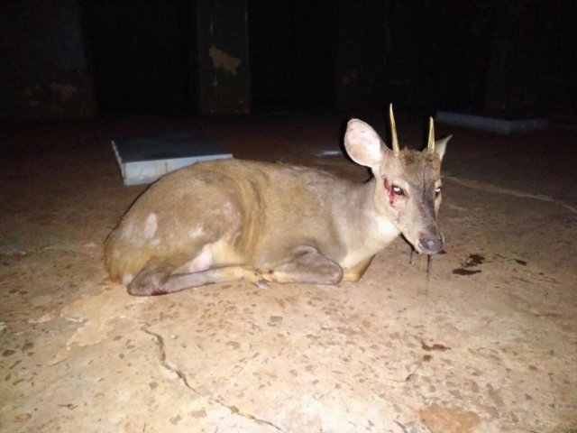 PMA resgata veado é atropelado no Parque dos Poderes
